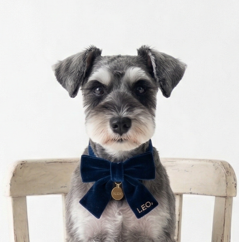 ミニチュア・シュナウザー